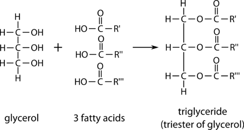 Formation of triglyceride structure