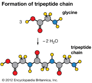 Formation of tripeptide chain