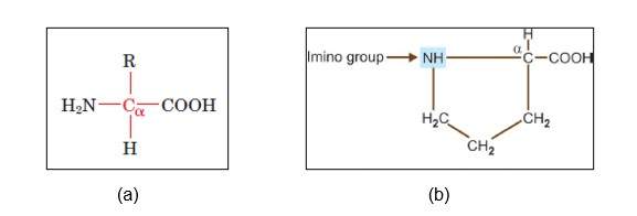 General structure of alpha-amino acids and proline