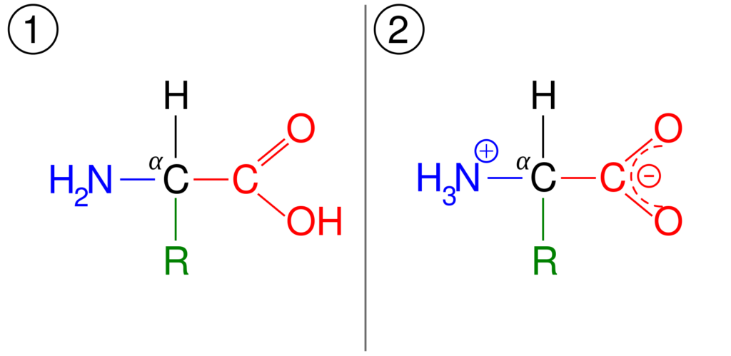 General structure of amino acid, and its zwitterionic form
