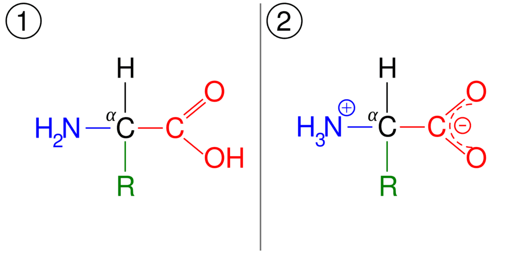 General structure of amino acid, and its zwitterionic form