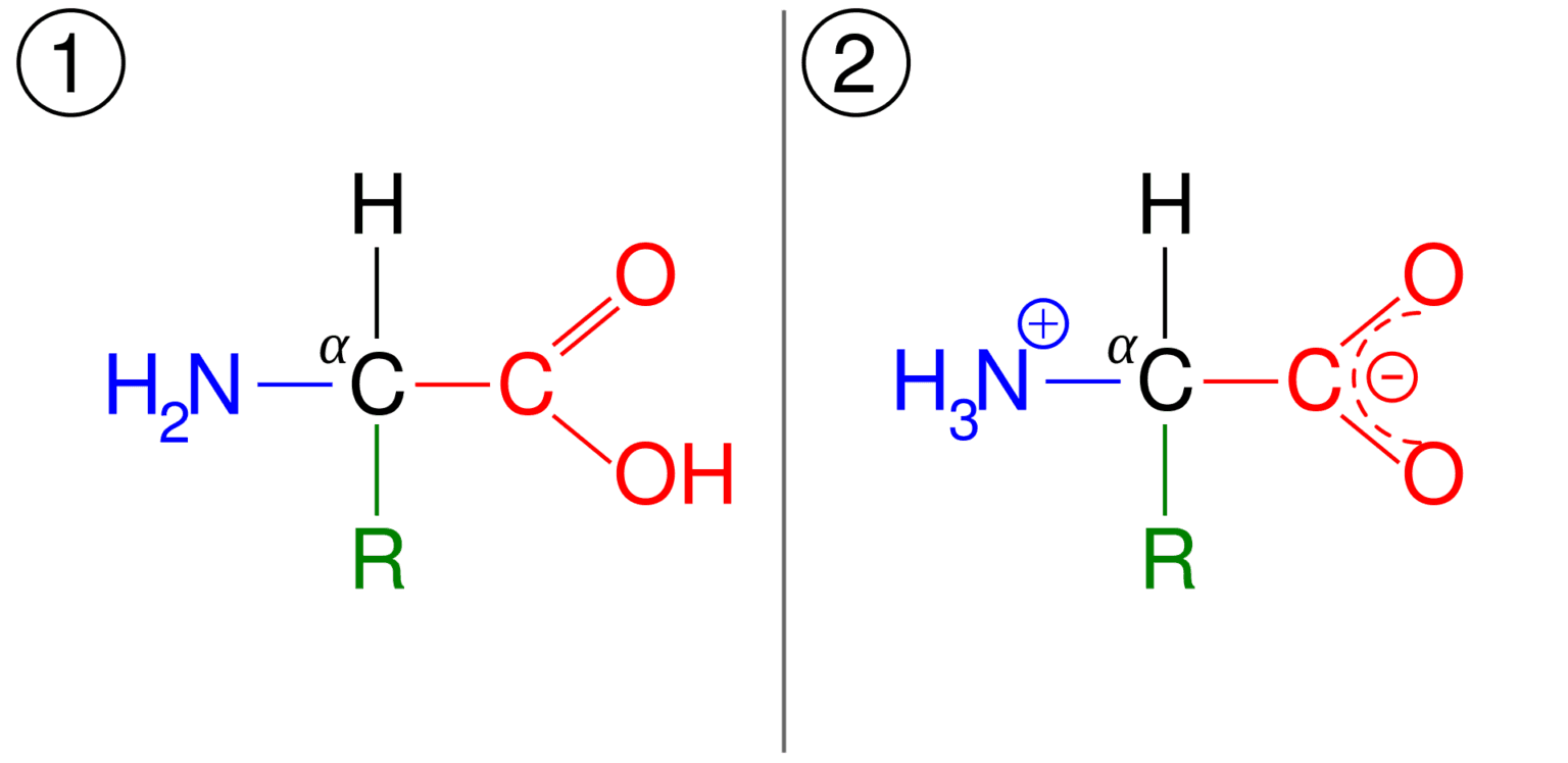 Amino Acids Building Blocks of Proteins Conduct Science