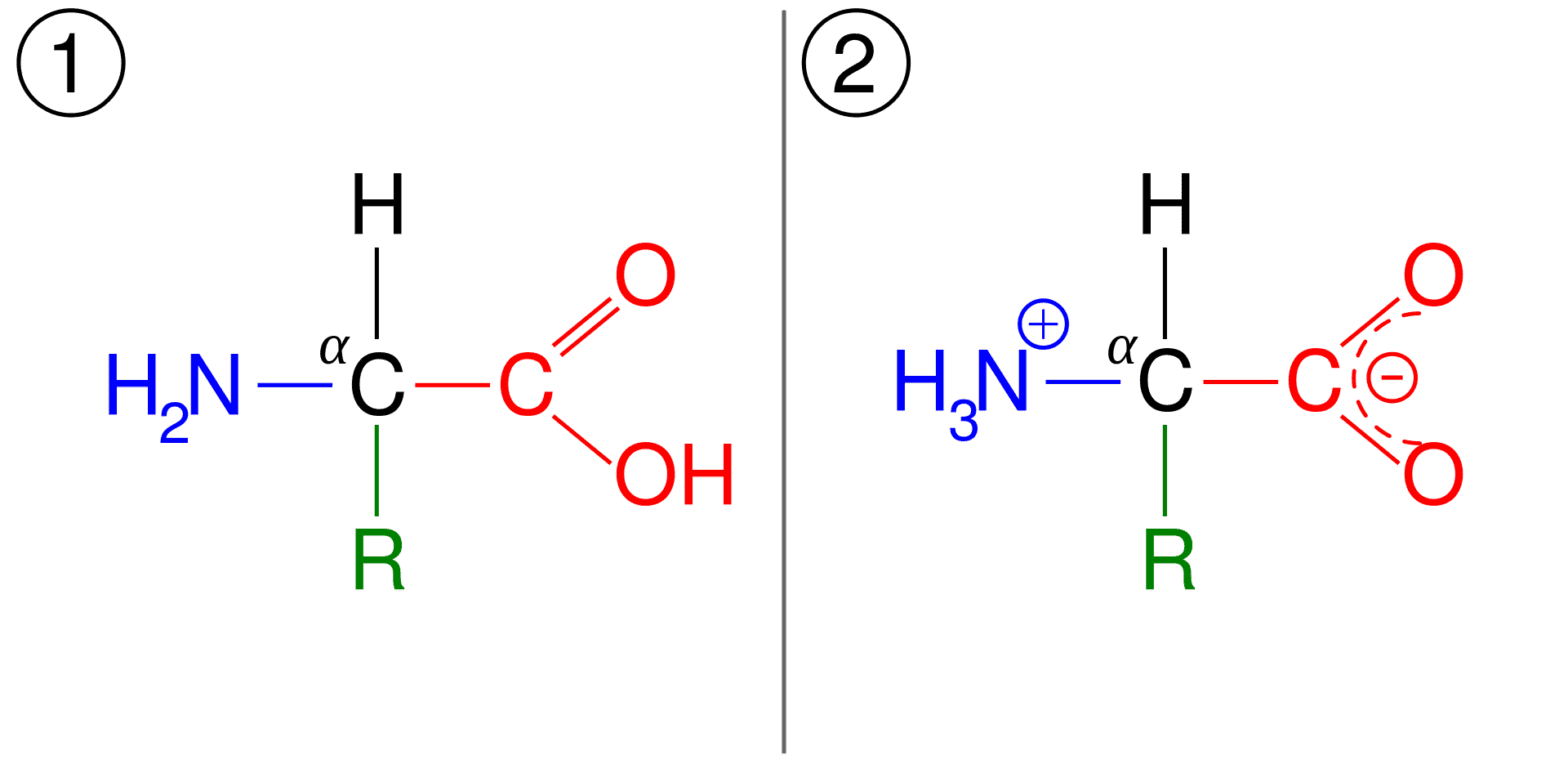Amino Acids Building Blocks of Proteins Conduct Science