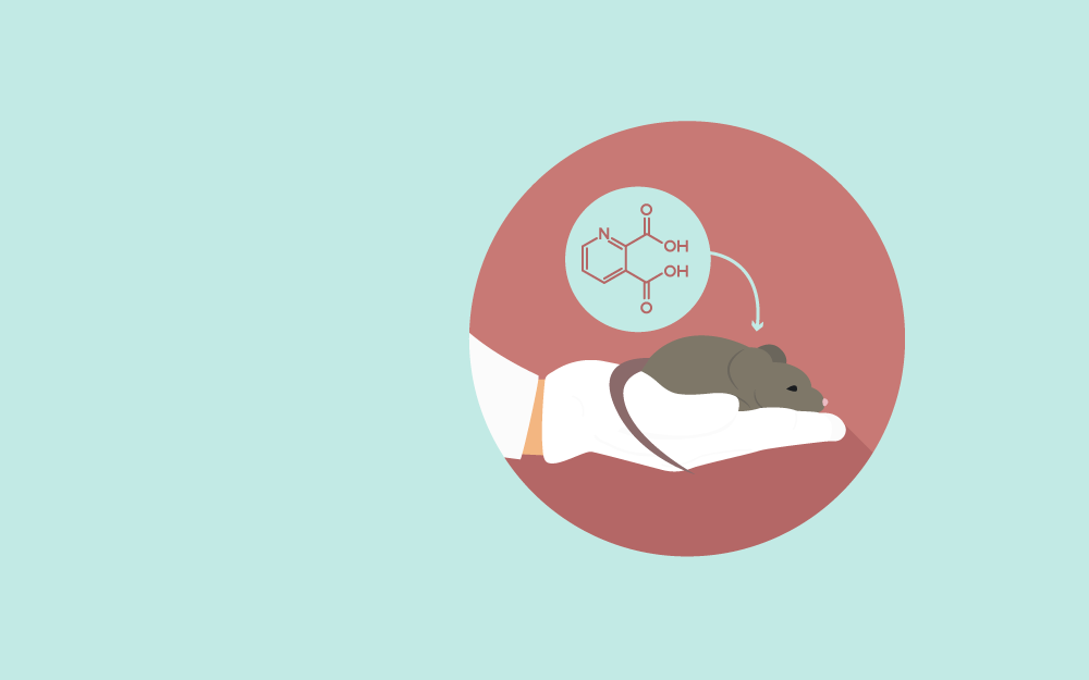 Quinolinic acid rat HD model