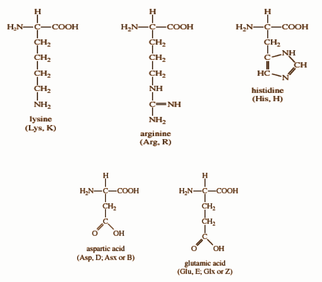 Structures of polar and charged amino acids