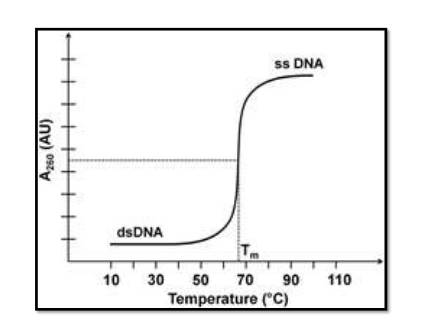 The graph for thermal denaturation of dsDNA to ssDNA