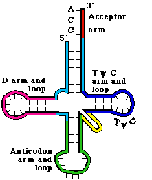 The labeled clover leaf-like structure of tRNA