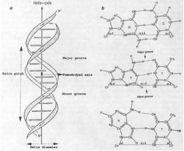 The schematic diagram of Watson-Crick double-helical B-DNA