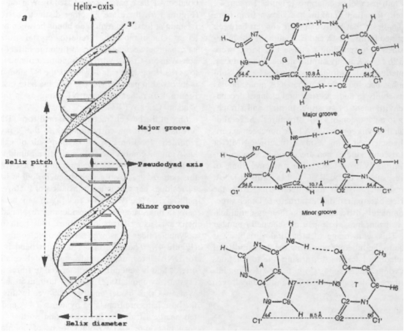 Types of Nucleic Acids and Their Biological Significance - Conduct Science