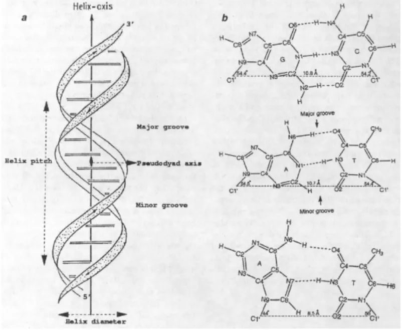 The schematic diagram of Watson-Crick double-helical B-DNA