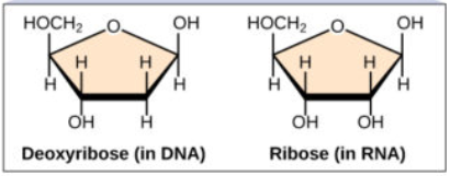 Structural configuration of deoxyribose and ribose sugars