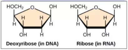 Structural configuration of deoxyribose and ribose sugars