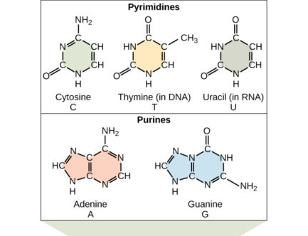 The structural diagram of two purines and three pyrimidines found in DNA and RNA
