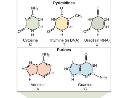 basic structure of nucleic acid