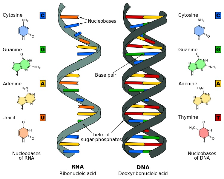 The structure of DNA and RNA with the representation of their nitrogenous bases and helix formation