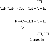 The structure of ceramide