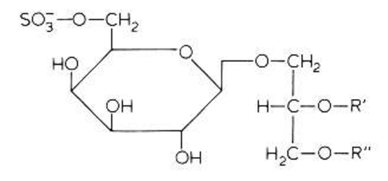 The structure of glycolipids