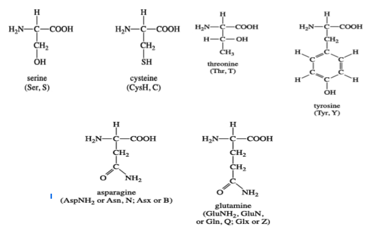 The structure of polar uncharged amino acids