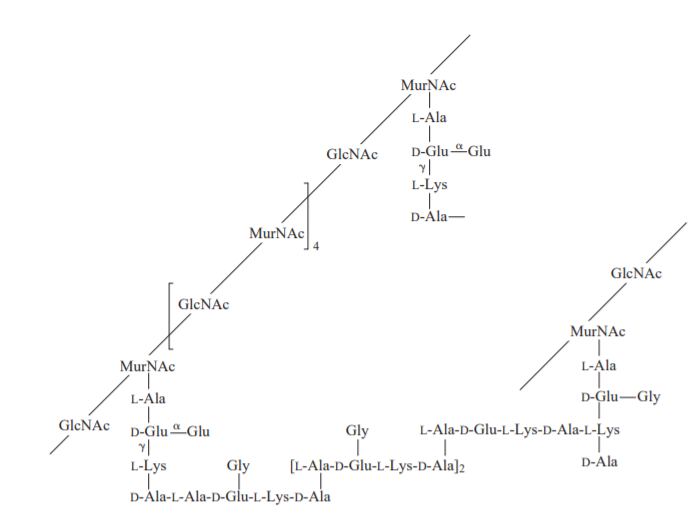 The structure of typical bacterial cell wall (peptidoglycan)