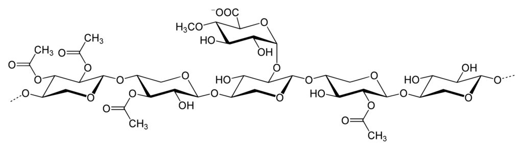 The structure of xylan in hardwood