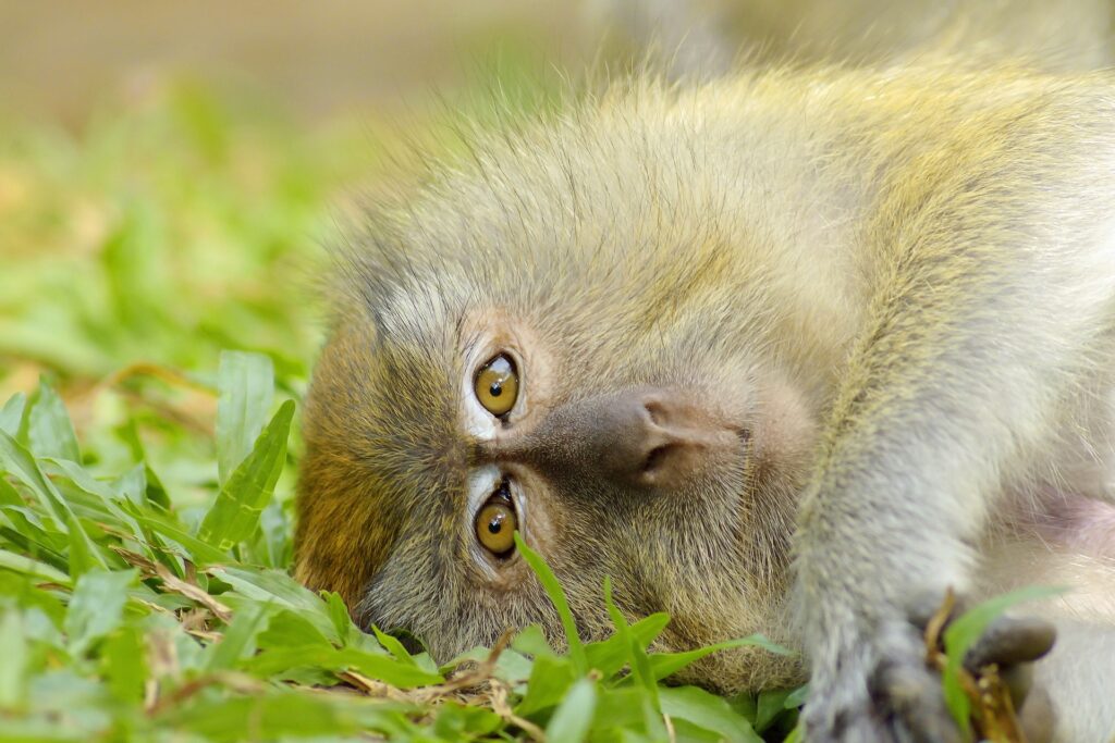 Monkey resting on the floor - News article featured image