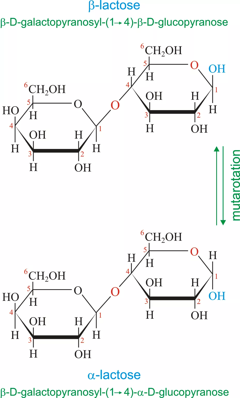 two structural forms of lactose achieved after mutarotation