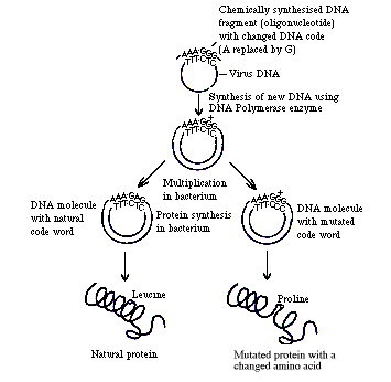 Steps in site-directed mutagenesis