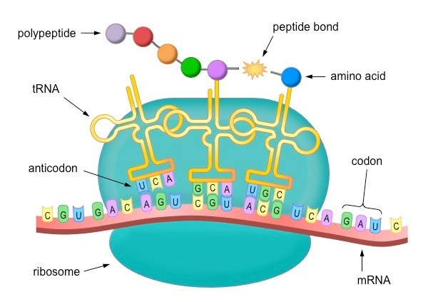 An illustration of protein synthesis