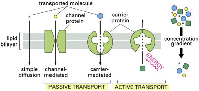 Basic types of membrane transport