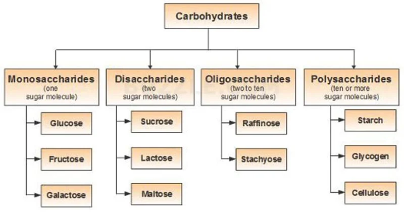 Classification summary and examples of carbohydrates
