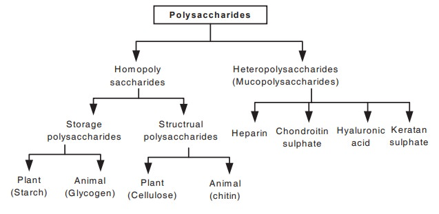 Classification summary of polysaccharides into different sub-groups