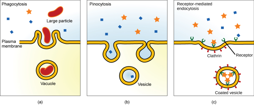 Different types of endocytosis