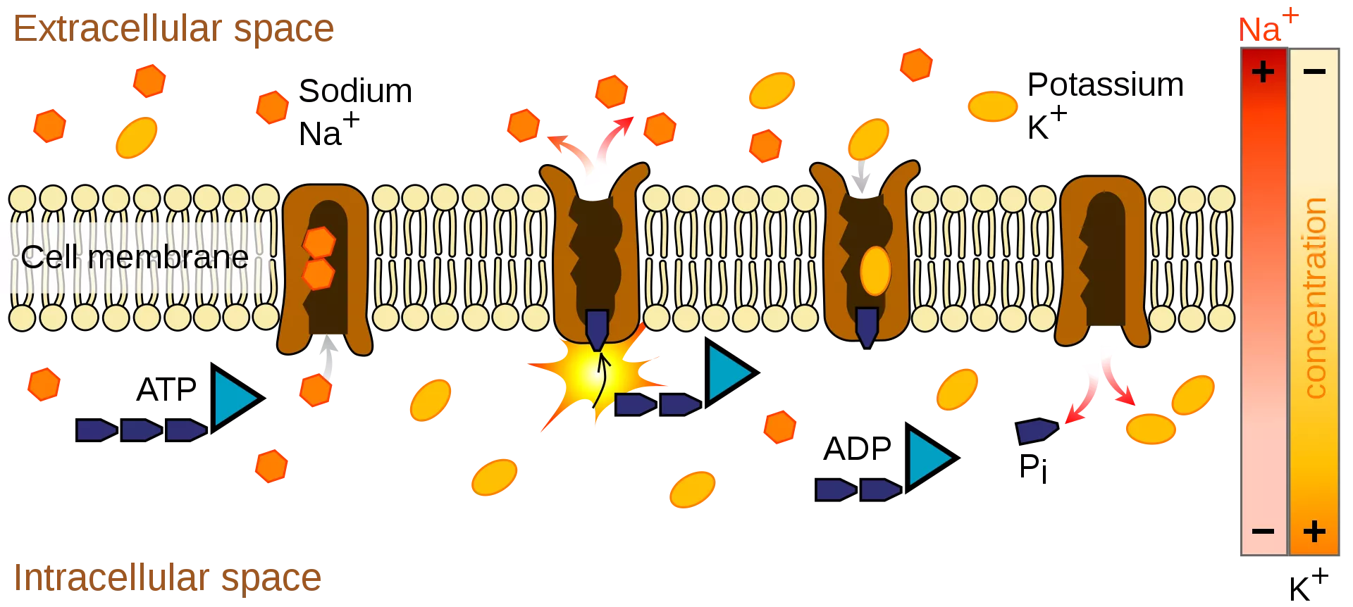 Example of primary active transport across the membrane