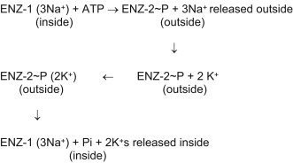 Mechanism of the Na+, K+-ATPase