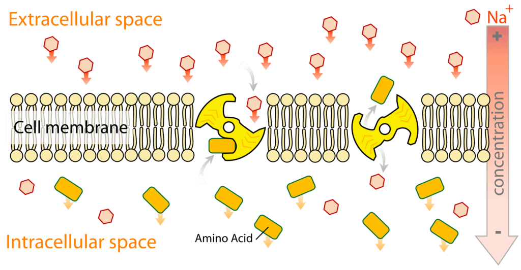 Secondary active transport across the membrane