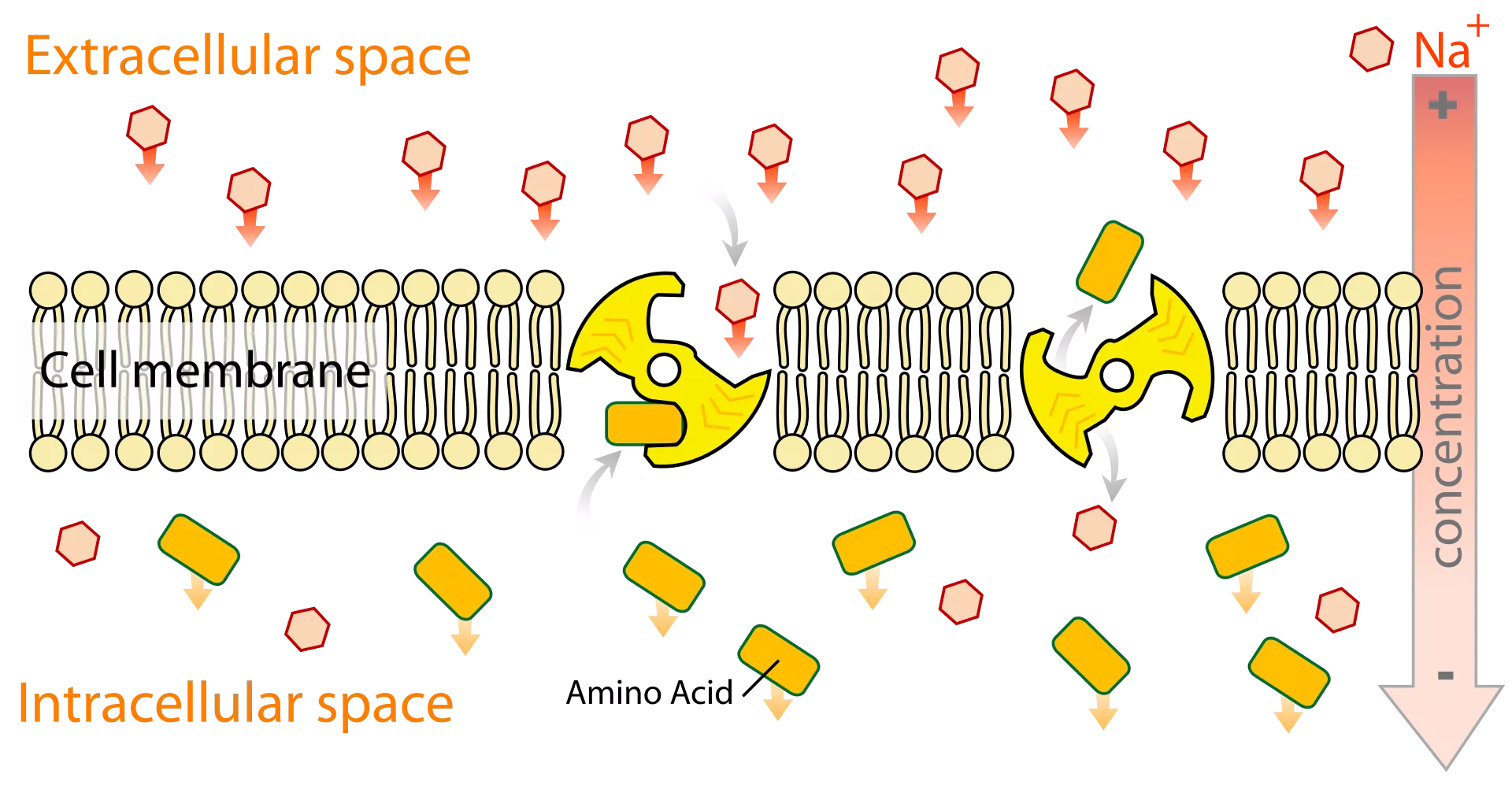 Secondary active transport across the membrane