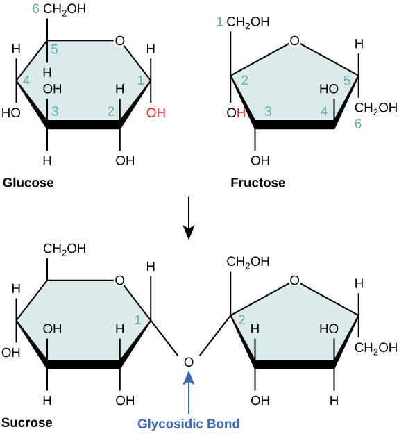 Structural diagram of the process of glycosidic bond formation