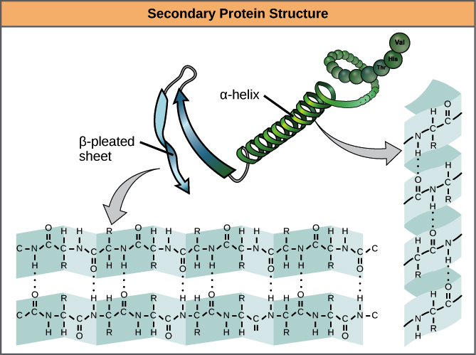 Structural forms of alpha-helix and beta-pleated sheets
