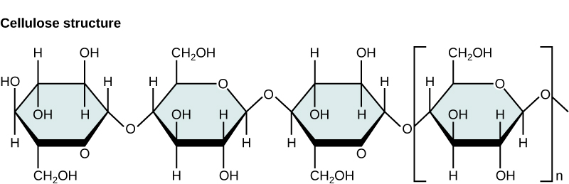 Structural representation of cellulose