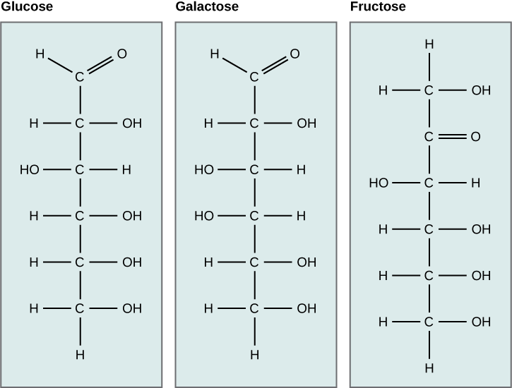 Structural representation of glucose, fructose, and galactose