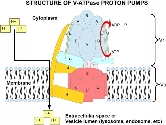Structure of V-ATPase proton pumps
