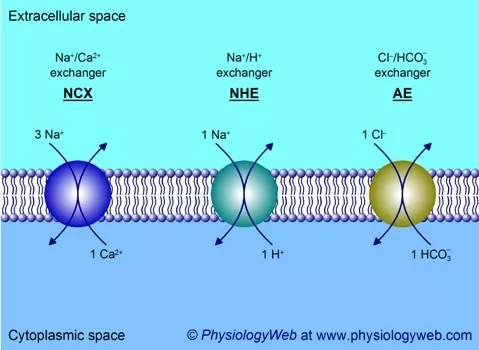 Three examples of antiport transport