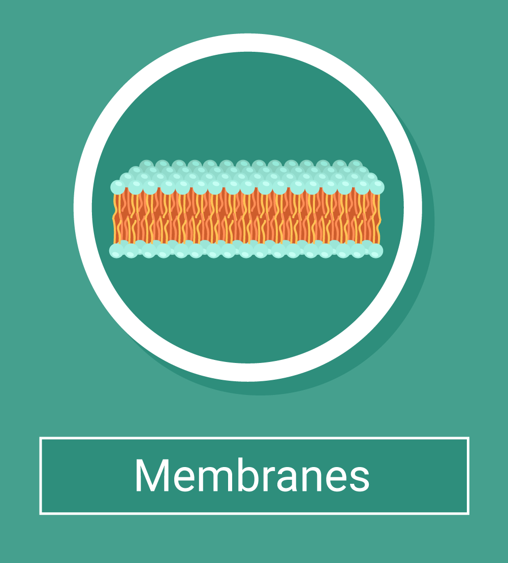 Cell Membrane Observation Device