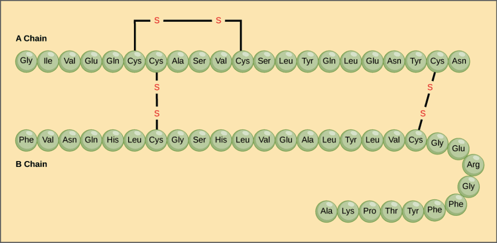 Protein, Definition, Structure, & Classification