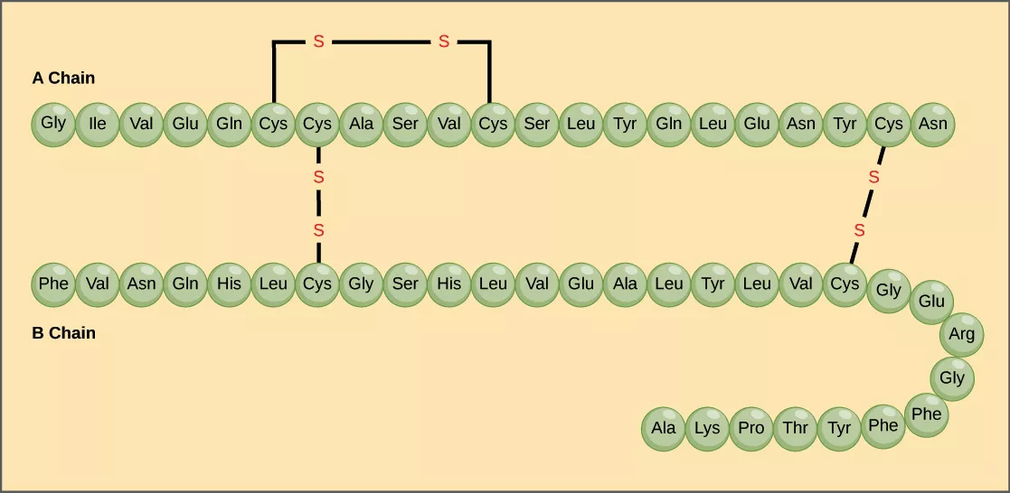 primary structure of the protein