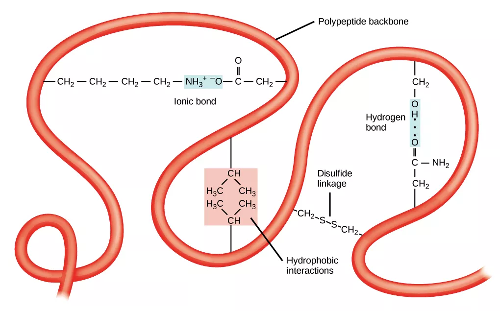 tertiary structure of the protein