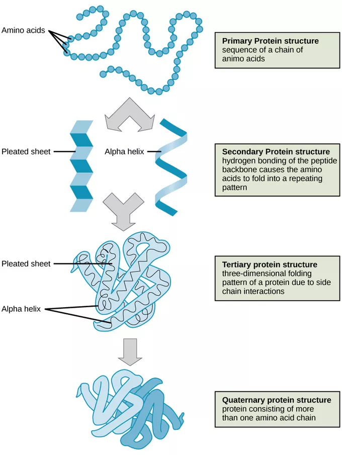 the four levels of protein structure