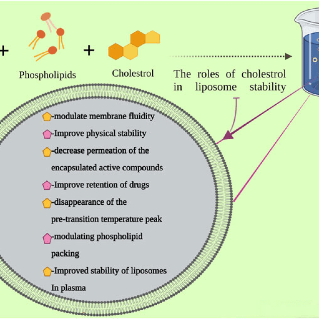 An illustration of the preparation of liposomes and cholesterol roles in its stability