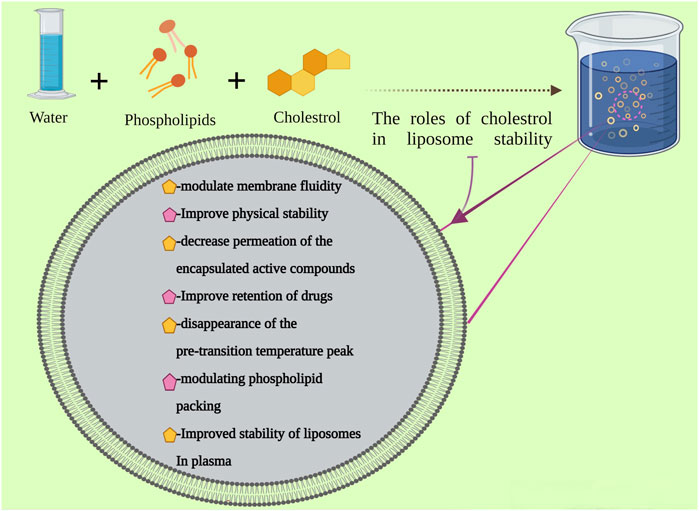 An illustration of the preparation of liposomes and cholesterol roles in its stability