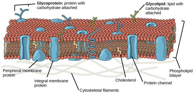 Cell membrane and its different structural elements
